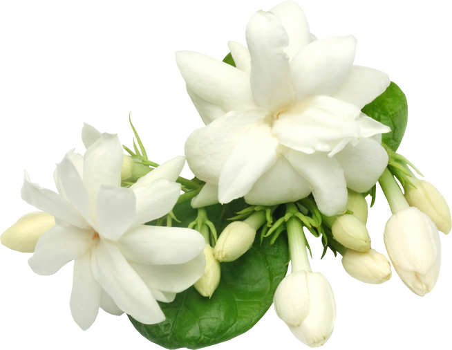 Jasmine Flower