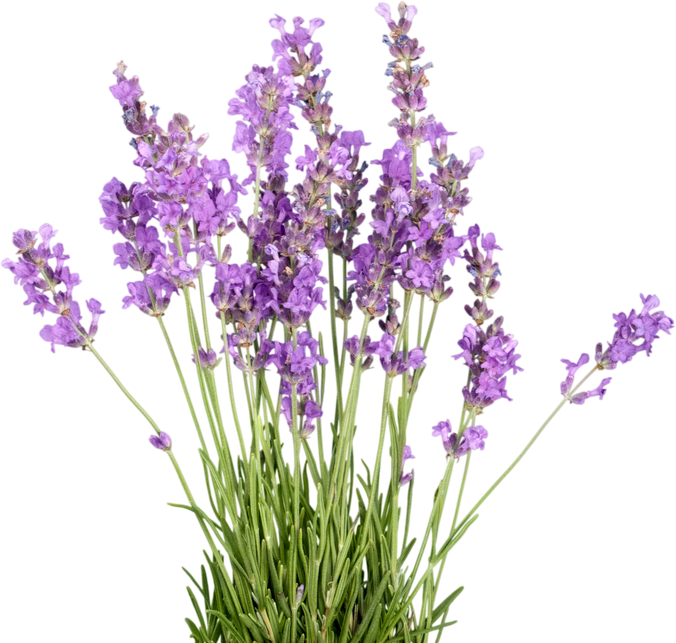 Bunch of Lavender Flowers